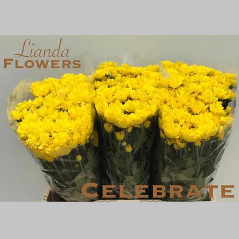 Crizanteme Galbene, Pachet (20 buc.)